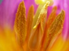 lingue di tulipano lingue di tulipano