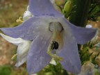 fiore ed insetto fiore ed insetto
