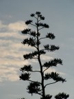 Agave Agave