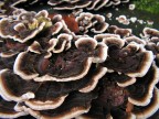 Funghi Funghi