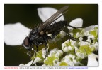 Mosca 2 Mosca 2