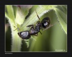 Formica Formica