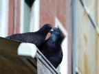 Un Bacio da Sogno Un Bacio da Sogno