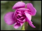 Purple Purple