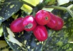 Rosso Rosso