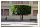 Porta rifiuti, albero e panchina, I VICINI DI CASA Porta rifiuti, albero e panchina, I VICINI DI CASA