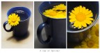 A cup of Spring!