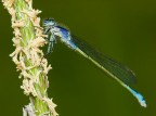 Libellula