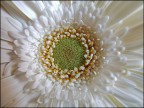 Gerbera Gerbera