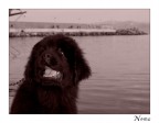 Nemo, cucciolotto di Terranova. Nemo, cucciolotto di Terranova.