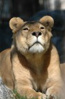 leonessa leonessa