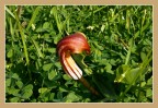 Germoglio Germoglio