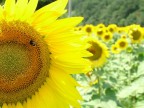 il girasole 1 il girasole 1
