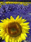 GIRASOLE IN CAMPO BLU GIRASOLE IN CAMPO BLU