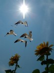 IN VOLO SUI GIRASOLI IN VOLO SUI GIRASOLI