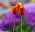 tulip2 tulip2