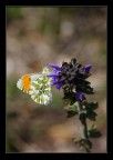 Anthocharis cardamines Anthocharis cardamines