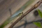La mia prima Libellula La mia prima Libellula