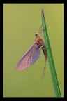 Effimera Effimera