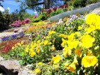 fiori e colori fiori e colori