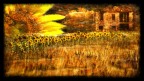 Girasoli Art Girasoli Art