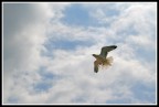 In volo... In volo...