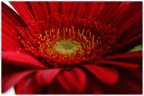 Rosso gerbera
