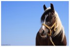 Cavallo narcisista Cavallo narcisista