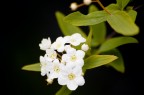 fiore fiore