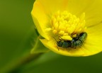 per letto.........un fiore. per letto.........un fiore.