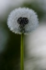 soffione