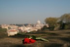 Una rosa abbandonata Una rosa abbandonata