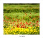 papaveri01
