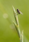 Rain Rain