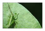Microgrillo