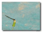Libellula