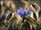Un fiore blu...x Amedeo dtl Un fiore blu...x Amedeo dtl