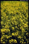 Giallo diffuso