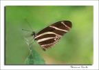 Farfallina Farfallina