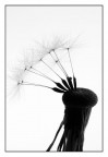 Progetto soffione: n°4 Progetto soffione: n°4