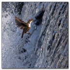 Tuffo con alto indice di difficolt�.