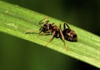 Formichina Formichina