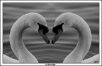 Amore Amore