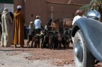 Traffic Jam: men, animals and car in queue