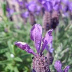 petali petali