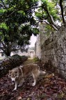 Come un lupo... Come un lupo...