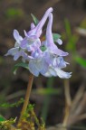 Corydalis cava L. Corydalis cava L.