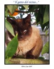 Siamese 2 Siamese 2