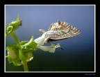 Farfallina