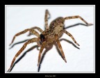 aracnide 02 aracnide 02
